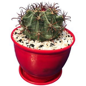 گیاه طبیعی کاکتوس فرو هررا مدل qhr 1