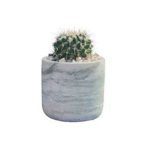 گیاه طبیعی کاکتوس مامیلاریا مدل mm 249