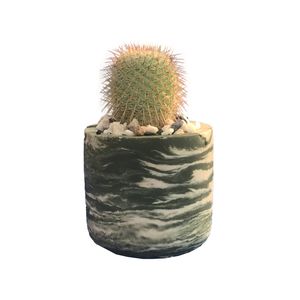 گیاه طبیعی کاکتوس مامیلاریا مدل mn250