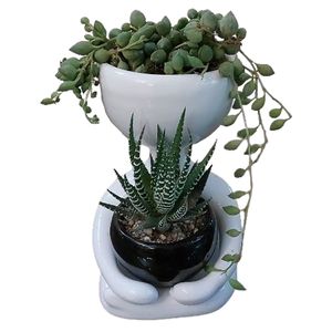 گیاه طبیعی کاکتوس مدل f 07