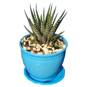 گیاه طبیعی کاکتوس هاورتیا گورخری مدل gkh 22