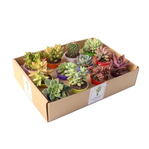 گیاه طبیعی کاکتوس و ساکولنت آیدین کاکتوس کد cb 009 بسته 12 عددی