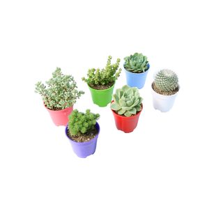 گیاه طبیعی کاکتوس و ساکولنت آیدین کاکتوس کد cb 017 مجموعه 6 عددی