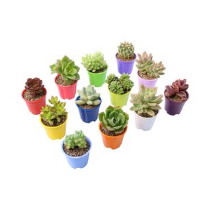 گیاه طبیعی کاکتوس و ساکولنت آیدین کاکتوس کد cb 029 مجموعه 12 عددی