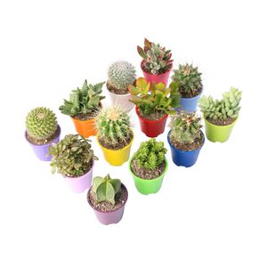 گیاه طبیعی کاکتوس و ساکولنت آیدین کاکتوس کد cb 057 بسته 12 عددی