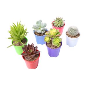گیاه طبیعی کاکتوس و ساکولنت آیدین کاکتوس کد cb 060 مجموعه 6 عددی
