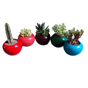 گیاه طبیعی کاکتوس و ساکولنت کد cg 5 مجموعه 5 عددی