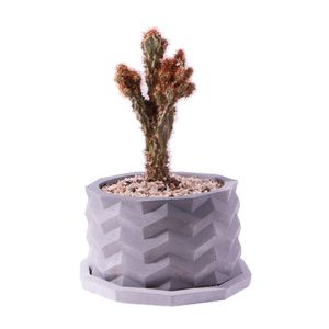 گیاه طبیعی کاکتوس کلکسیونی سرئوس صخره ای مدل k 07