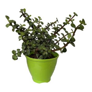 گیاه طبیعی کراسولا خرفه ای کد rp02