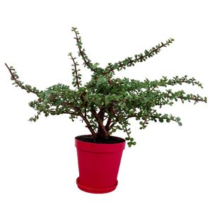 گیاه طبیعی کراسولا خرفه مدل f 35