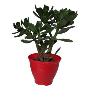گیاه طبیعی کراسولا قاشقی کد mp01