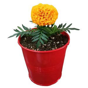 گیاه طبیعی گل جعفری مدل c 23