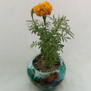گیاه طبیعی گل جعفری مدل j001