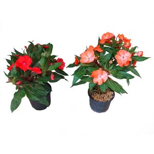 گیاه طبیعی گل حنا مدل f 17 مجموعه 2 عددی