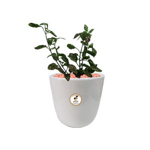 گیاه طبیعی گل سنگ شرکت گلباران سبز گیلان مدل gn12 17gm