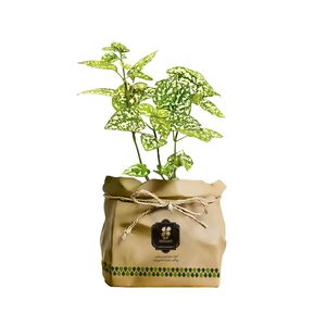 گیاه طبیعی گل سنگ شرکت گلباران سبز گیلان مدل gn13 29s