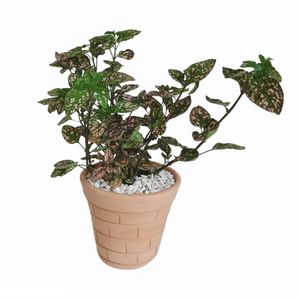 گیاه طبیعی گل سنگ کد s