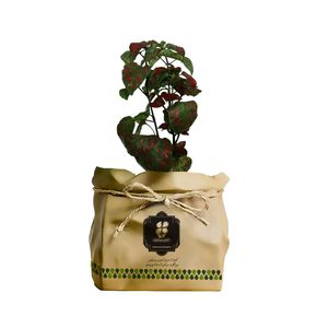 گیاه طبیعی گل شرکت گلباران سبز گیلان مدل gn12 17gk