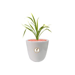 گیاه طبیعی گندمی شرکت گلباران سبز گیلان مدل gn13 gm