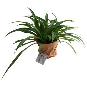 گیاه طبیعی گندمی ناردونه کد s   m02