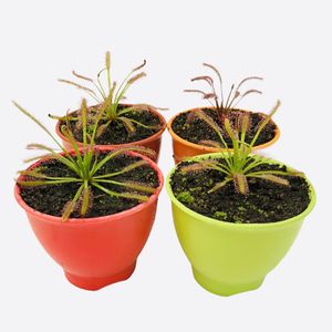 گیاه طبیعی گوشتخوار دروزرا کپنسیس مدل cap04 مجموعه 4 عددی