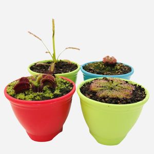 گیاه طبیعی گوشتخوار مدل mix01 مجموعه 4 عددی