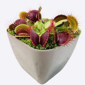 گیاه طبیعی گوشتخوار ونوس مدل ven01