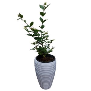 گیاه طبیعی یاس رازقی مدل g 11