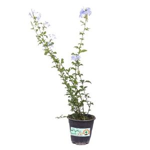 گیاه طبیعی یاس مدل دالیدا