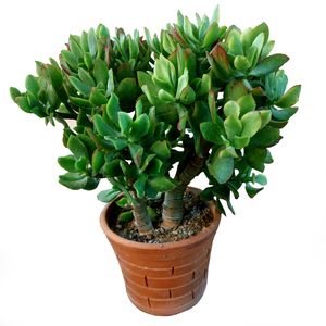 گیاه طبیعی یشم فر مدل f 20