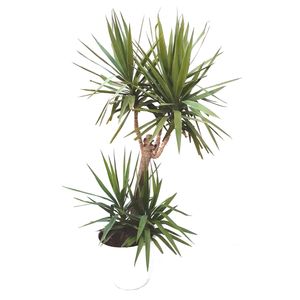 گیاه طبیعی یوکا مدل sh19024