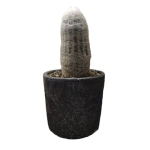 گیاه کاکتوس پیرمرد مدل a71