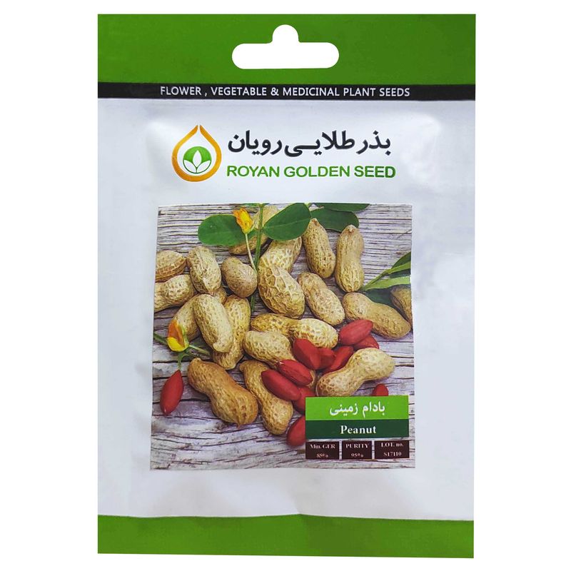 بذر بادام زمینی بذر طلایی رویان کد bzt 143