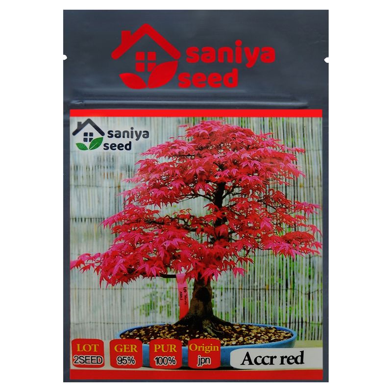 بذر بنسای افرا قرمز ژاپنی سانیا سید مدل s3