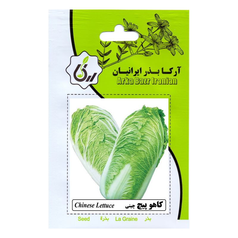 بذر کاهو پیچ چینی آرکا بذر ایرانیان کد ark 181