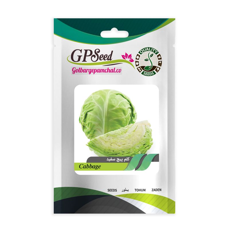 بذر کلم پیچ سفید گلبرگ پامچال کد gpf 126