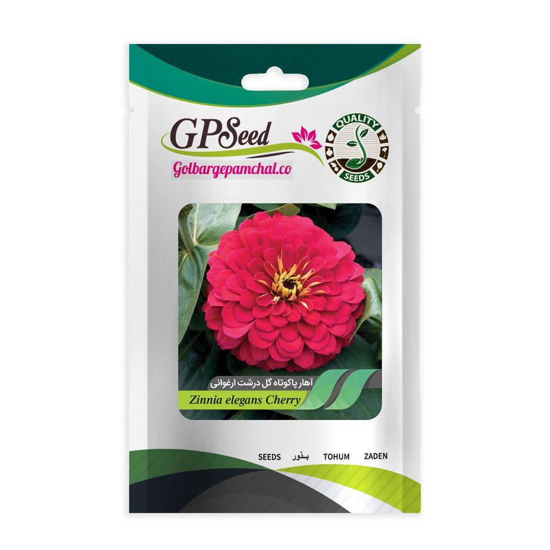 بذر گل آهار پاکوتاه گلدرشت ارغوانی گلبرگ پامچال کد gpf 283