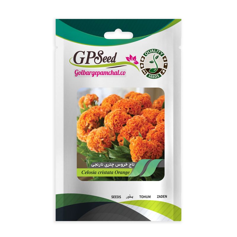 بذر گل تاج خروس چتری نارنجی گلبرگ پامچال کد gpf 242