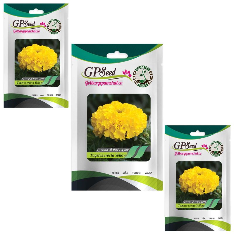 بذر گل جعفری پاکوتاه گلدرشت زرد گلبرگ پامچال کد gpf 038 مجموعه 3 عددی