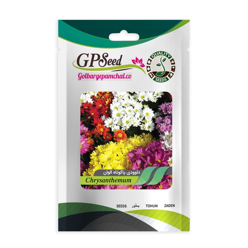 بذر گل داوودی پاکوتاه الوان گلبرگ پامچال کد gpf 316