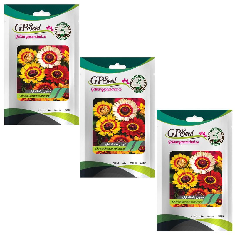 بذر گل داوودی یکساله الوان گلبرگ پامچال کد gpf 050 مجموعه 3 عددی