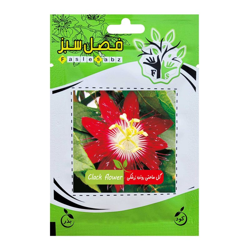 بذر گل ساعتی رونده زرشکی فصل سبز کد fsseed 040