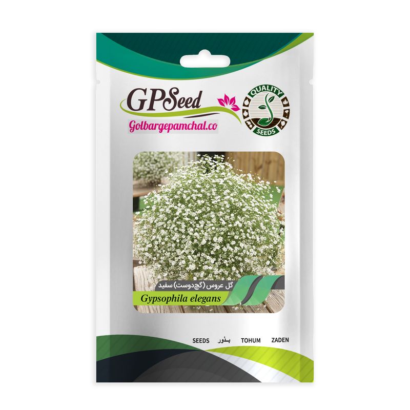 بذر گل عروس گچ دوست سفید گلبرگ پامچال کد gpf 315