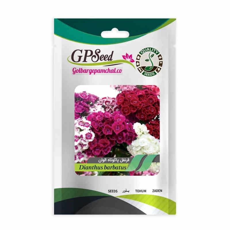 بذر گل قرنفل پا کوتاه الوان جی پی سید مدل gp539