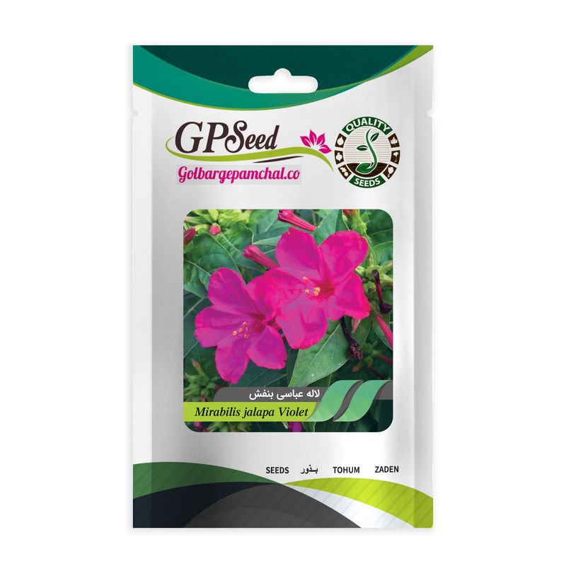 بذر گل لاله عباسی بنفش گلبرگ پامچال کد gpf 265