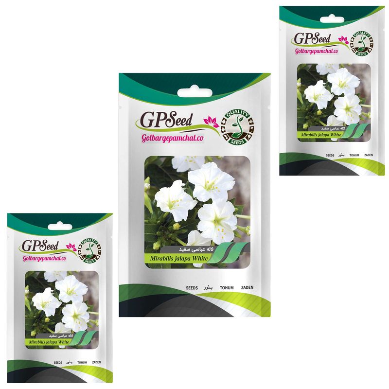 بذر گل لاله عباسی سفید گلبرگ پامچال کد gpf 267 مجموعه 3 عددی