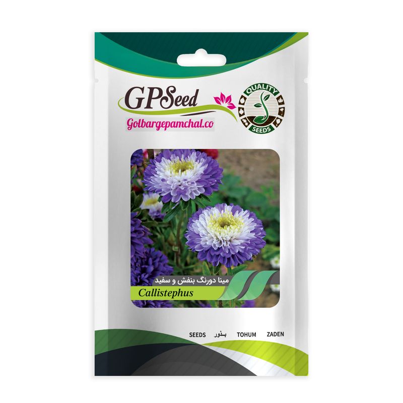 بذر گل مینا دورنگ بنفش و سفید گلبرگ پامچال کد gpf 342