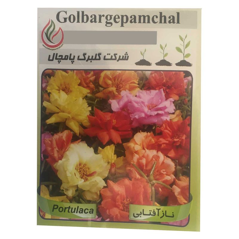 بذر گل ناز آفتابی گلبرگ پامچال مدل gp20