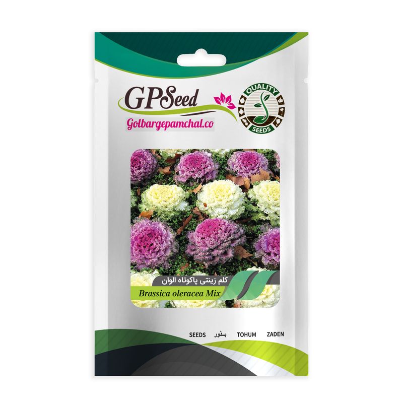 بذر گل کلم زینتی مخلوط گلبرگ پامچال کد gpf 067