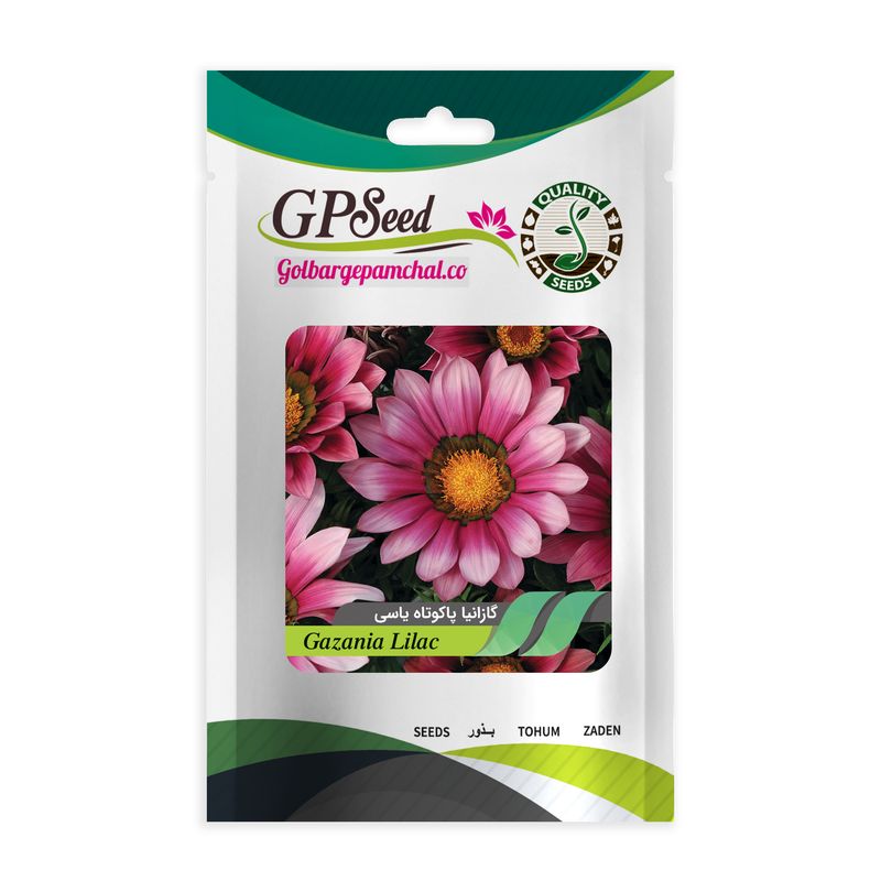 بذر گل گازانیا پاکوتاه یاسی گلبرگ پامچال کد gpf 262